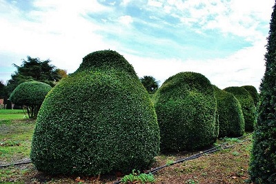 Buxus sempervirens buchs schnittformen kaufen