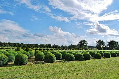 Buxus sempervirens kugel 120-130 kaufen