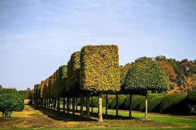 Carpinus betulus hainbuche kastenform hochstamm kaufen