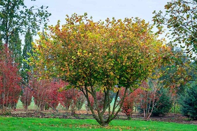 Coryllus avellana korkenzieherhaselnuss 550 kaufen