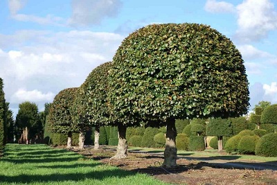 Fagus sylvatica Atropunicea Buche kugel hochstamm schirm 350-kaufen