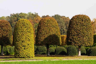 Fagus sylvatica atropurpureum 600-450 kaufen