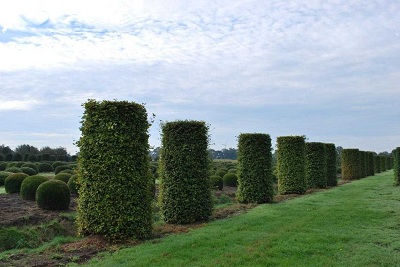 Fagus sylvatica buche zylinder 275-150 kaufen