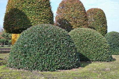 Ilex aquifolium kugel 180-200 kaufen