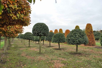 Ilex aquifolium 