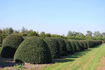 Ilex aquifolium kugel kaufen