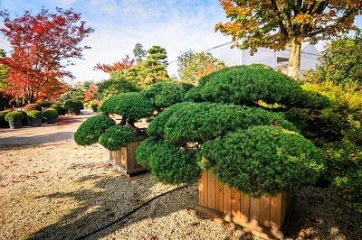 Juniperus chinensis wacholder gartenbonsai 220 kaufen