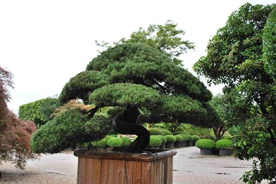 Juniperus wacholder gartenbonsai kaufen