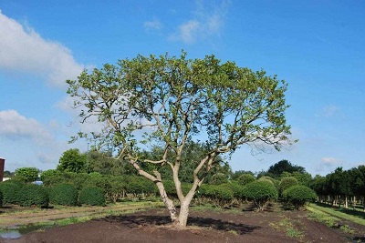 Magnolia soulangeana 600-650 kaufen