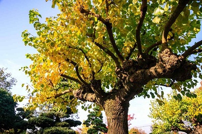 Morus alba maulbeerbaum kaufen