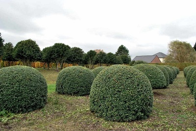 Osmanthus burkwoodii kugel duftbluete 125-220 kaufen