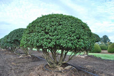 Osmanthus burkwoodii kugel duftbluete hochstamm 150 kaufen