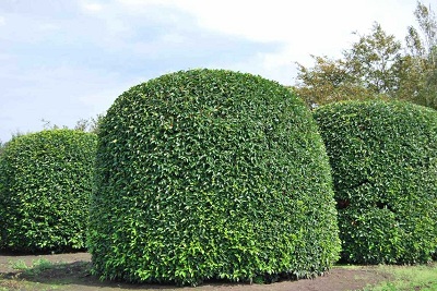 Prunus lusitanica Portuguese laurel online buy