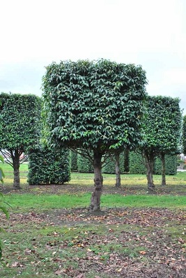 Prunus lusitanica portugiesischer lorbeer kasten hochstamm 350-175 kaufen