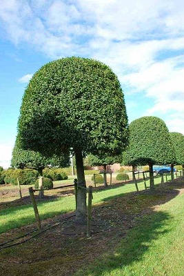 Prunus lusitanica Portuguese laurel high trunk