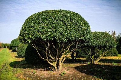 Prunus lusitanica portugisiescher lorbeer pilzform schirmform hochstamm 350-400 kaufen