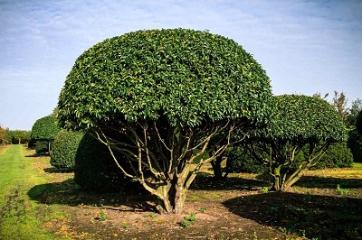 Prunus lusitanica 