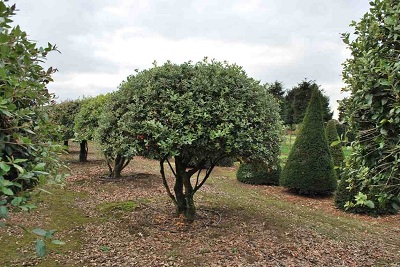 Quercus ilex steineiche schirmform pilzform 175-220 kaufen