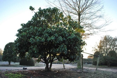 Rhododendron ponticum alt 275-400 kaufen