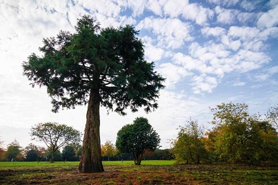 Sequoiadendron giganteum mammutbaum 700 kaufen