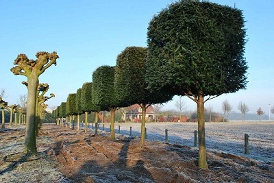 Taxus-baccata-kastenform-kaufen