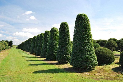 fagus sylvatica buche zuckerhutform 350 kaufen