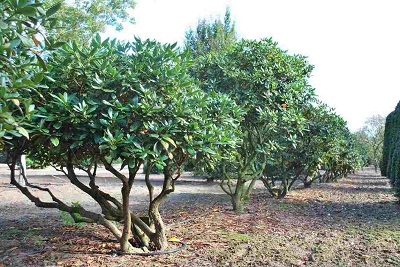 rhododendron cunninghams white mehrstaemmig 150-200 kaufen