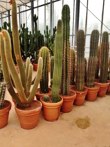 Great Cactus online shop buy