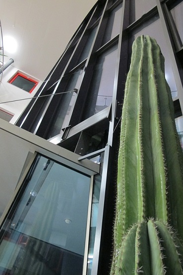 grossen kaktus kaufen pachycereus pringlei gepflanzt hessen