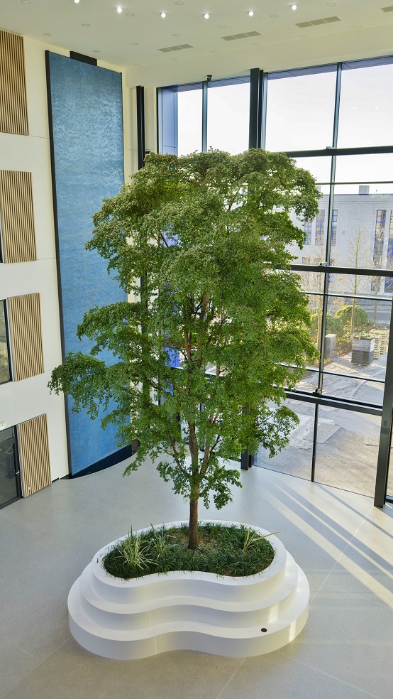 Großer lebender Baum im Raum - online planen, kaufen, pflanzen grosser bucida baum im atrium gewerbe pflanzen kaufen