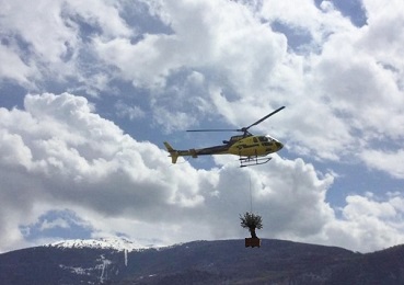 Olivenbaum wird eingeflogen helicopter planting international