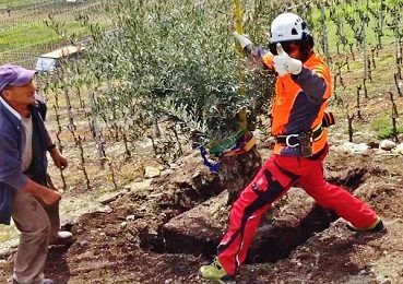 helikopter service in vineyard oliv tree