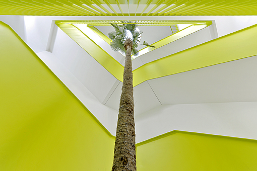 indoorlandscaping_palm_big_plant_buy