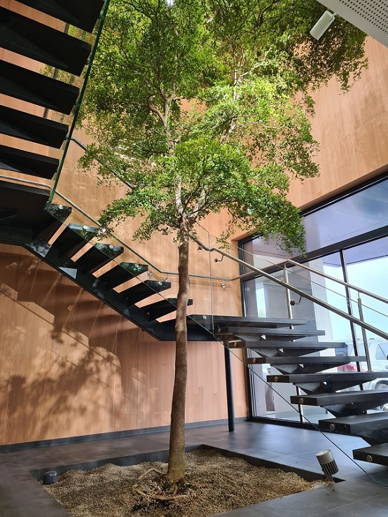 Bucida life tree for indoor stairway - planning, planting and buying online Bucida tree indoor stairway planting online buy