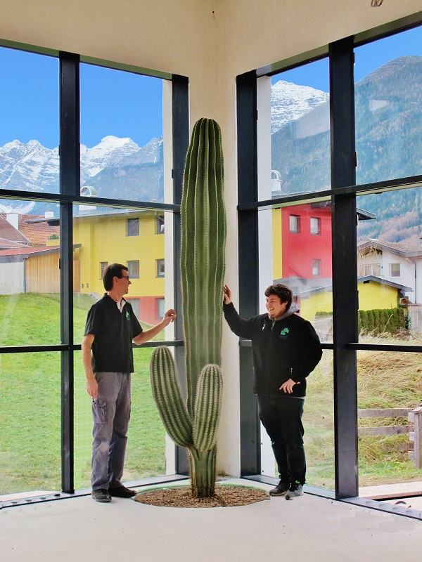 Riesen Texas Saeulen Kaktus kaufen Brenner Innsbruck Alpen Austria
