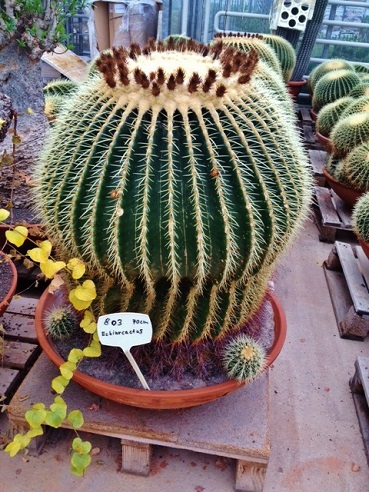 echinocactus ballcactuses old great buy online