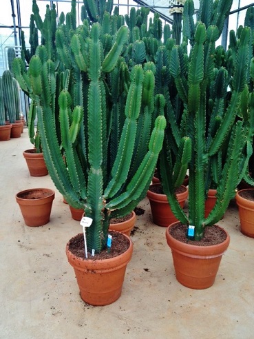 euphorbia ingens - wolfsmilch - mehrtriebig kaufen