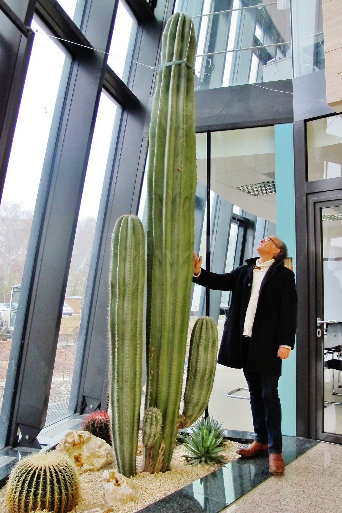 Planlegg og kjøp Giant Column Cactus for Norge online