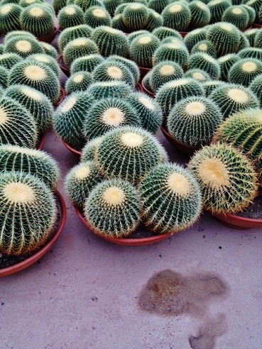 rounded cacti echinocactus grusonii online buy
