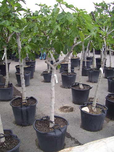 kleiner Feigenbaum kaufen kleine Ficus carica kaufen