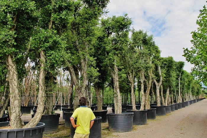 Large Cork Oaks - Quercus suber - buy online