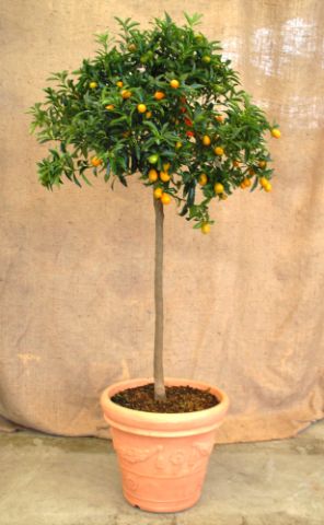 kumquat baum kaufen fortunella margarita