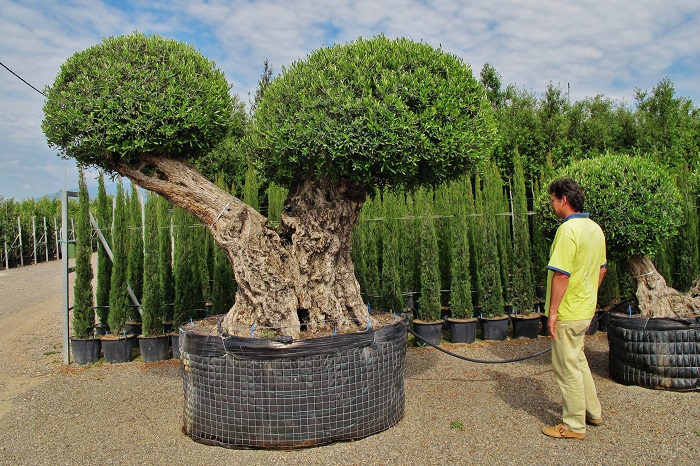 Olivenbaum Schirm doppelt Mallorca spanien guenstig frei haus kaufen