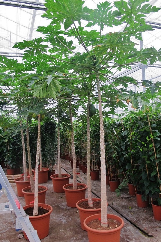 Papaya baum pflanze kaufen