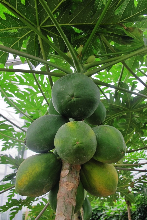 papaya pflanze frucht kaufen