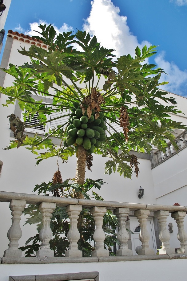 papaya pflanze kaufen 