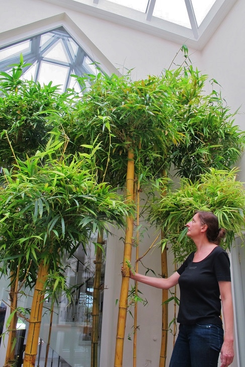 tropical bamboo in atrium buy online 