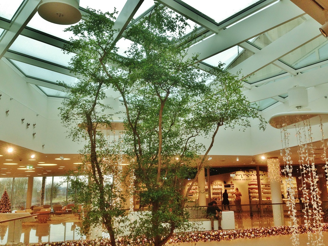 Bucidabaum luxembourg shopping mall concorde online kaufen