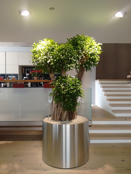 Ficus nitida bonsai edelstahlgefaess luxembourg kaufen