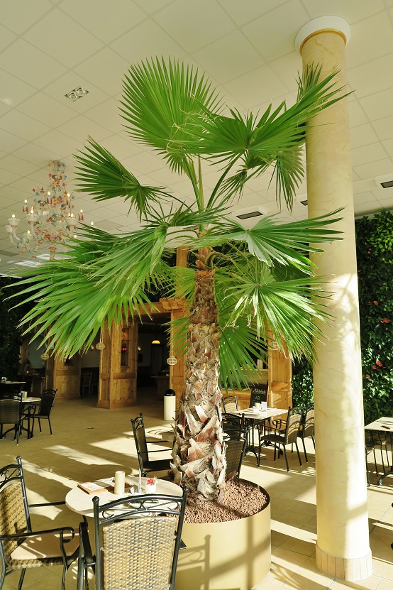 Washingtonia palm in gastronomy of the spa